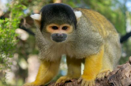 squirrel monkey, melbourne zoo